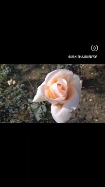 #beautiful rose